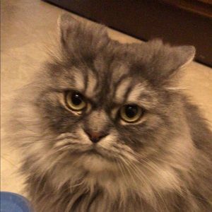 Meet your Posher, Syed